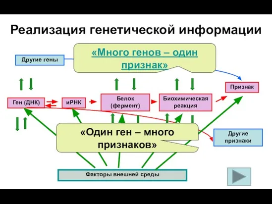 Реализация генетической информации Другие гены Ген (ДНК) иРНК Белок (фермент) Биохимическая реакция