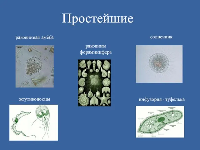 раковинная амёба солнечник жгутиконосцы раковины фораминифера инфузория - туфелька Простейшие