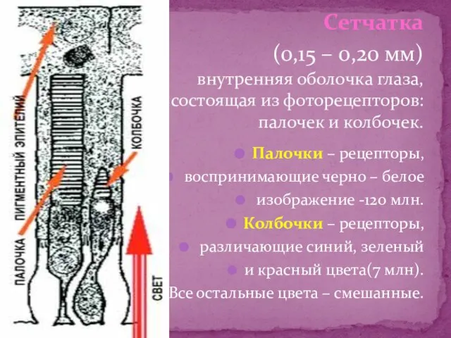 Палочки – рецепторы, воспринимающие черно – белое изображение -120 млн. Колбочки –