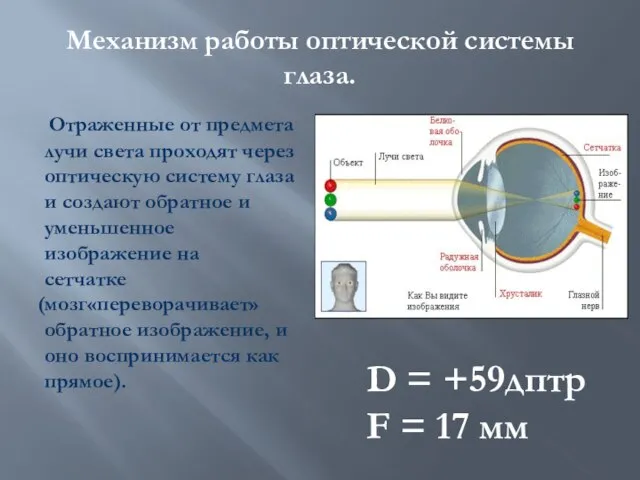 Механизм работы оптической системы глаза. Отраженные от предмета лучи света проходят через