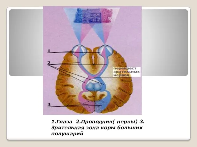 1.Глаза 2.Проводник( нервы) 3.Зрительная зона коры больших полушарий