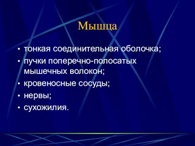 Мышца тонкая соединительная оболочка; пучки поперечно-полосатых мышечных волокон; кровеносные сосуды; нервы; сухожилия.