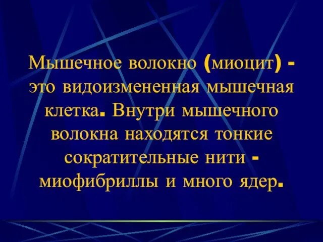 Мышечное волокно (миоцит) - это видоизмененная мышечная клетка. Внутри мышечного волокна находятся