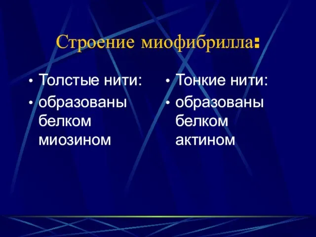 Строение миофибрилла: Толстые нити: образованы белком миозином Тонкие нити: образованы белком актином