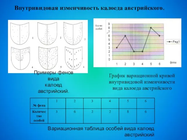 Внутривидовая изменчивость калоеда австрийского. Вариационная таблица особей вида калоед австрийский