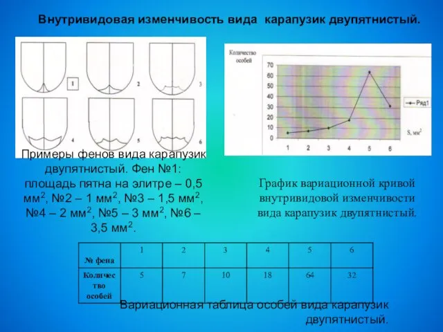 Внутривидовая изменчивость вида карапузик двупятнистый. Вариационная таблица особей вида карапузик двупятнистый.