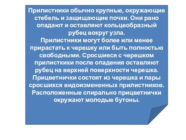 Прилистники обычно крупные, окружающие стебель и защищающие почки. Они рано опадают и