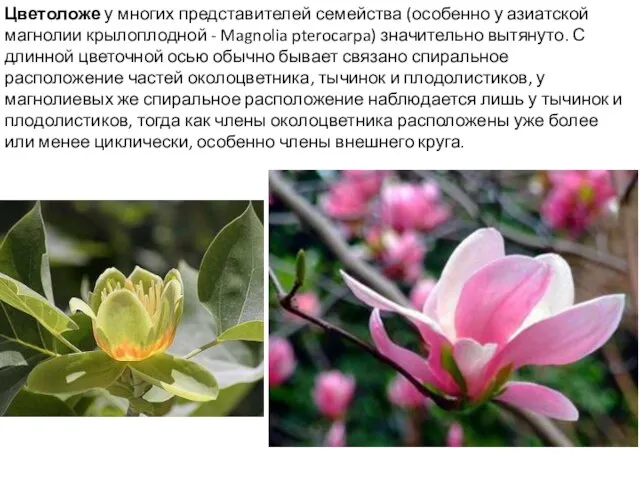 Цветоложе у многих представителей семейства (особенно у азиатской магнолии крылоплодной - Magnolia