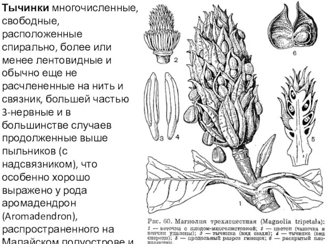 Тычинки многочисленные, свободные, расположенные спирально, более или менее лентовидные и обычно еще