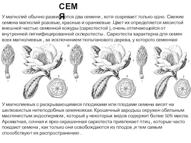 У магнолий обычно развиваются два семени , хотя созревает только одно. Свежие