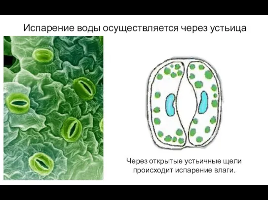 Испарение воды осуществляется через устьица Через открытые устьичные щели происходит испарение влаги.