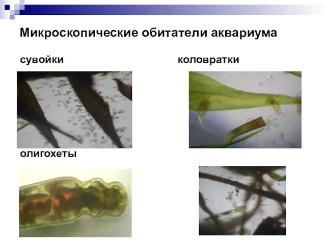 Микроскопические обитатели аквариума сувойки коловратки олигохеты