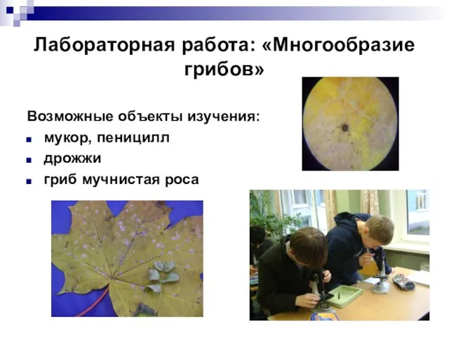 Лабораторная работа: «Многообразие грибов» Возможные объекты изучения: мукор, пеницилл дрожжи гриб мучнистая роса