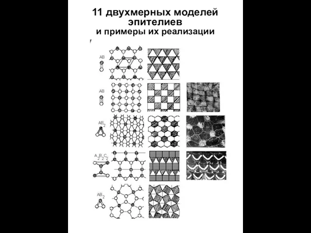 11 двухмерных моделей эпителиев и примеры их реализации