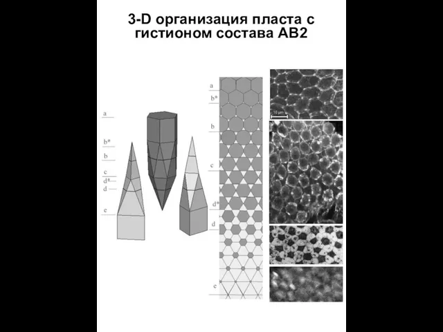 3-D организация пласта с гистионом состава АВ2