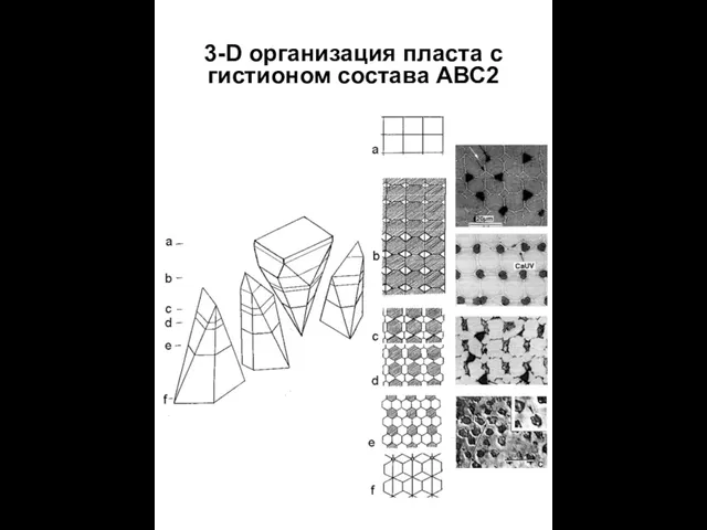 3-D организация пласта с гистионом состава АВС2