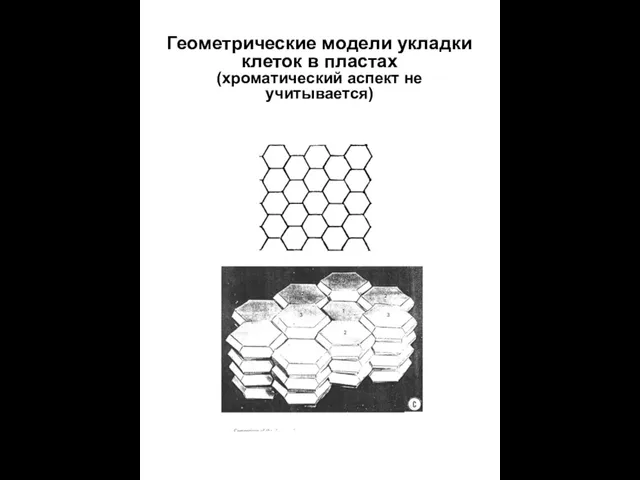 Геометрические модели укладки клеток в пластах (хроматический аспект не учитывается)