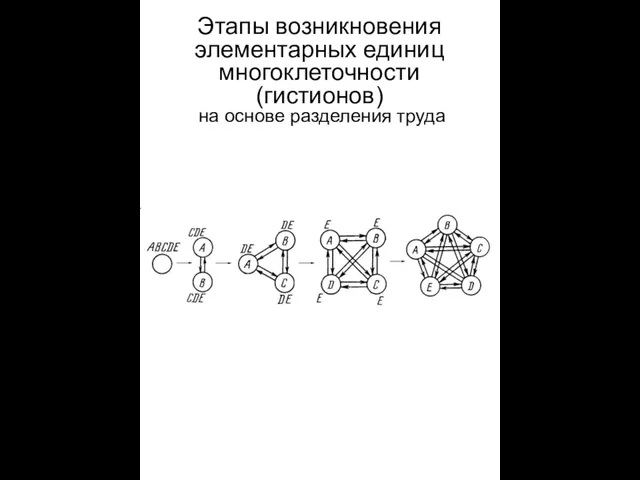 Этапы возникновения элементарных единиц многоклеточности (гистионов) на основе разделения труда