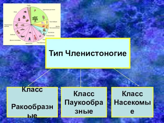 Класс Паукообразные Класс Насекомые Класс Ракообразные Тип Членистоногие