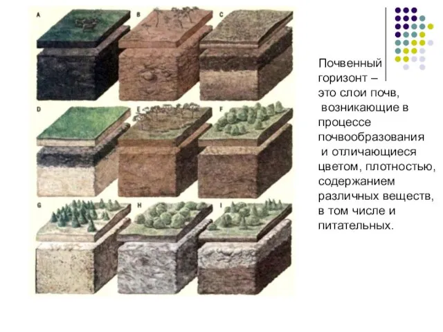 Почвенный горизонт – это слои почв, возникающие в процессе почвообразования и отличающиеся