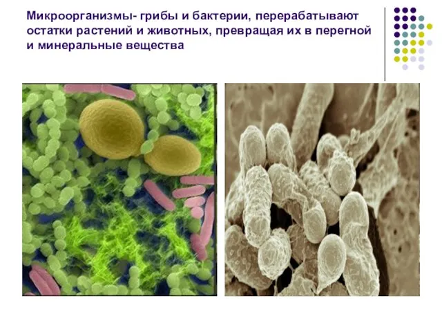 Микроорганизмы- грибы и бактерии, перерабатывают остатки растений и животных, превращая их в перегной и минеральные вещества