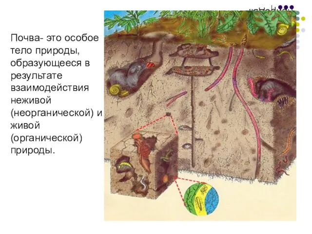 Почва- это особое тело природы, образующееся в результате взаимодействия неживой (неорганической) и