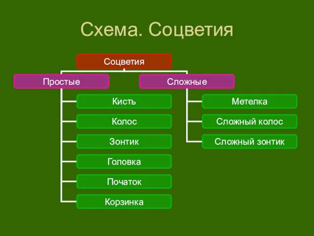 Схема. Соцветия