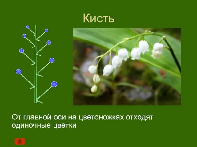 Кисть От главной оси на цветоножках отходят одиночные цветки