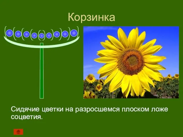 Корзинка Сидячие цветки на разросшемся плоском ложе соцветия.