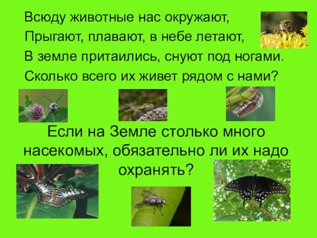 Если на Земле столько много насекомых, обязательно ли их надо охранять? Всюду