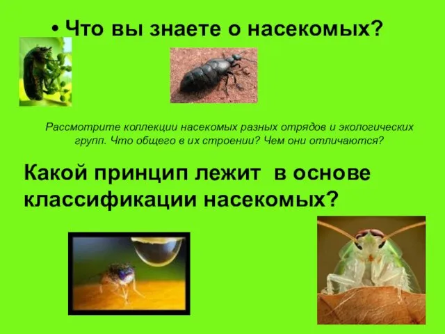 Что вы знаете о насекомых? Какой принцип лежит в основе классификации насекомых?