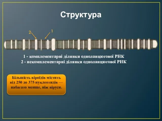 Структура 2 1 1 - комплементарні ділянки одноланцюгової РНК 2 - некомплементарні