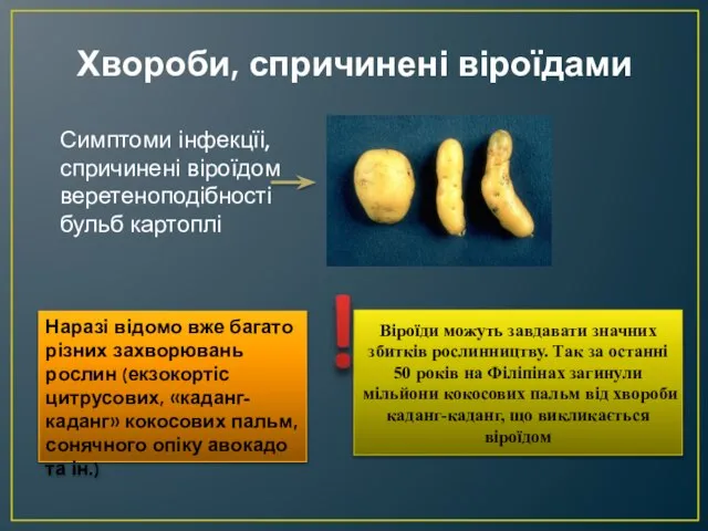 Хвороби, спричинені віроїдами Симптоми інфекцїі, спричинені віроїдом веретеноподібності бульб картоплі Наразі відомо