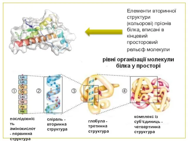 Елементи вторинної структури (кольорові) пріонів білка, вписані в кінцевий просторовий рельєф молекули.