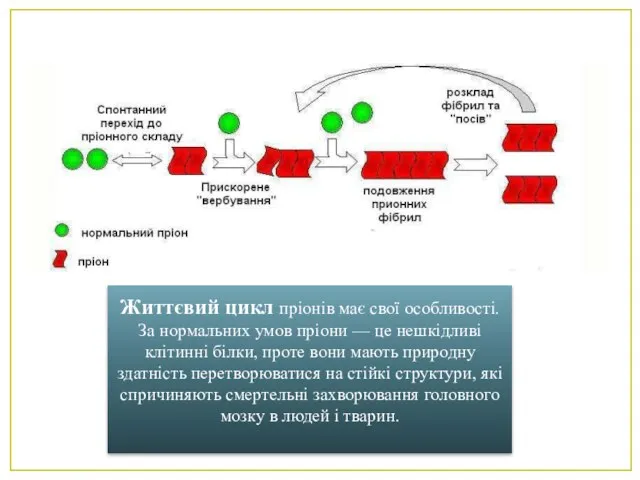 Життєвий цикл пріонів має свої особливості. За нормальних умов пріони — це