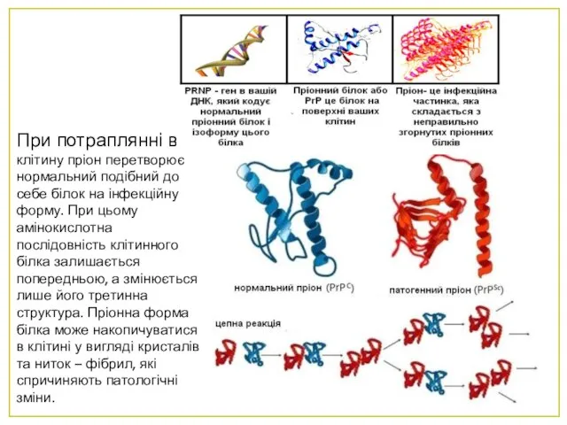 При потраплянні в клітину пріон перетворює нормальний подібний до себе білок на