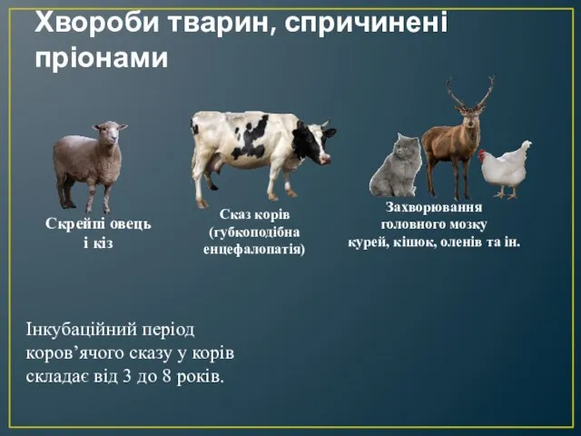 Хвороби тварин, спричинені пріонами Скрейпі овець і кіз Сказ корів (губкоподібна енцефалопатія)