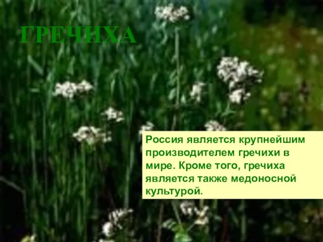 ГРЕЧИХА Россия является крупнейшим производителем гречихи в мире. Кроме того, гречиха является также медоносной культурой.