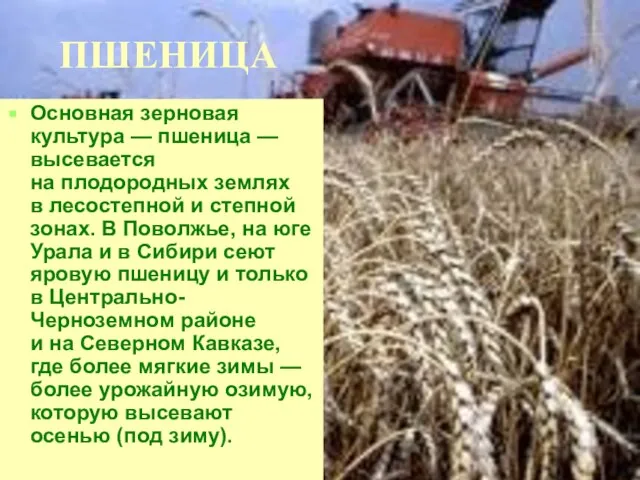 ПШЕНИЦА Основная зерновая культура — пшеница — высевается на плодородных землях в