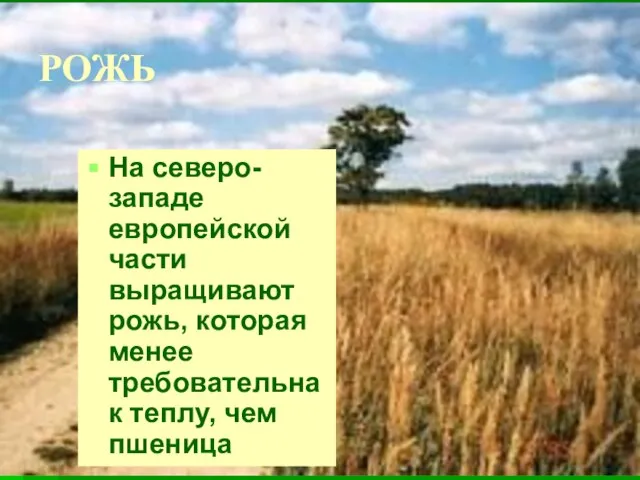 РОЖЬ На северо-западе европейской части выращивают рожь, которая менее требовательна к теплу, чем пшеница