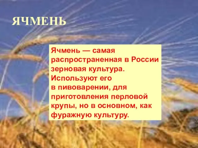 ЯЧМЕНЬ Ячмень — самая распространенная в России зерновая культура. Используют его в