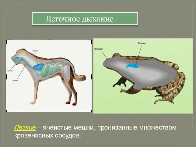 Легочное дыхание Легкие – ячеистые мешки, пронизанные множеством кровеносных сосудов.