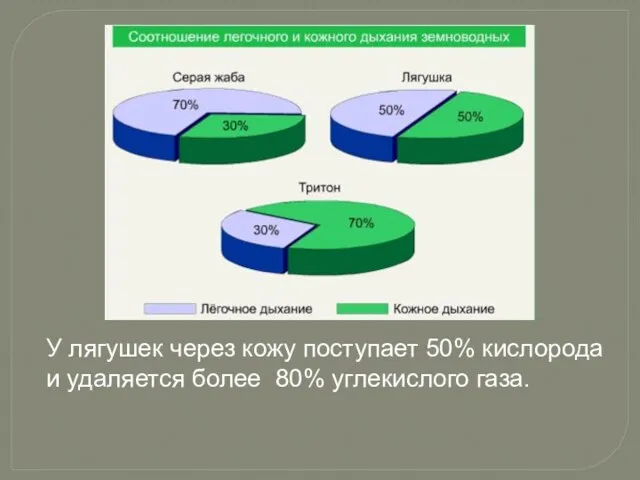 У лягушек через кожу поступает 50% кислорода и удаляется более 80% углекислого газа.