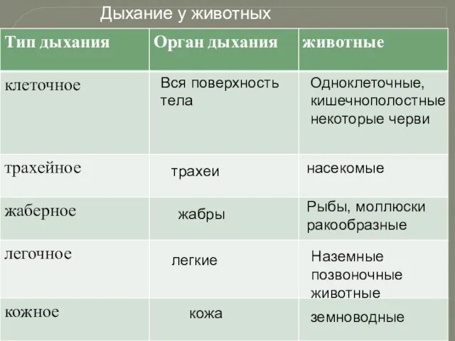 Вся поверхность тела Одноклеточные, кишечнополостные некоторые черви трахеи насекомые жабры Рыбы, моллюски