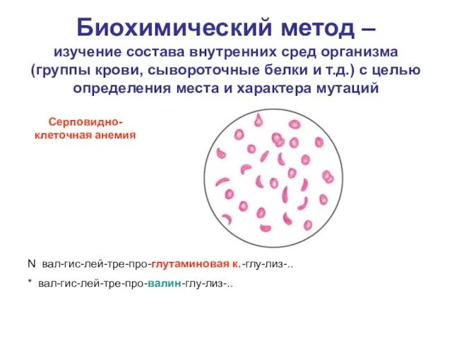 Биохимический метод – изучение состава внутренних сред организма (группы крови, сывороточные белки