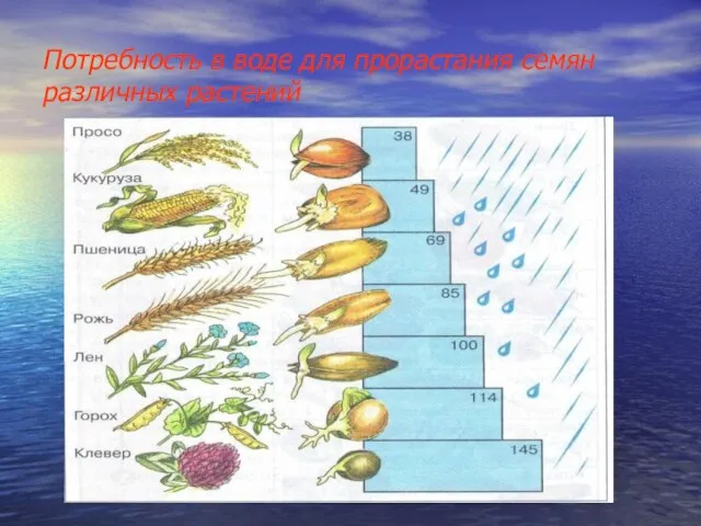 Потребность в воде для прорастания семян различных растений