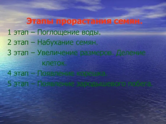 Этапы прорастания семян. 1 этап – Поглощение воды. 2 этап – Набухание