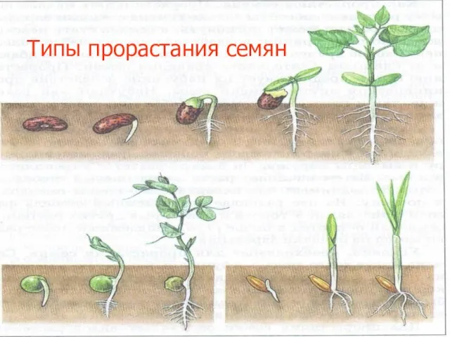 Типы прорастания семян