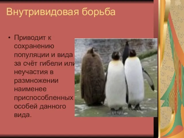 Внутривидовая борьба Приводит к сохранению популяции и вида за счёт гибели или