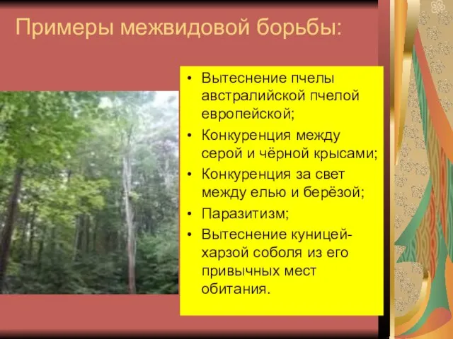 Примеры межвидовой борьбы: Вытеснение пчелы австралийской пчелой европейской; Конкуренция между серой и